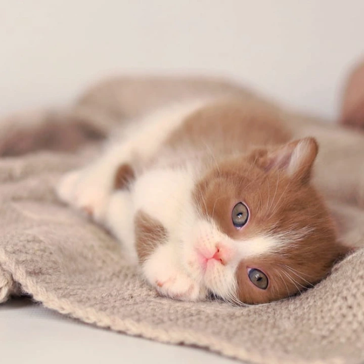 Apollo British Shorthair Kittens | Buy a kitten. 