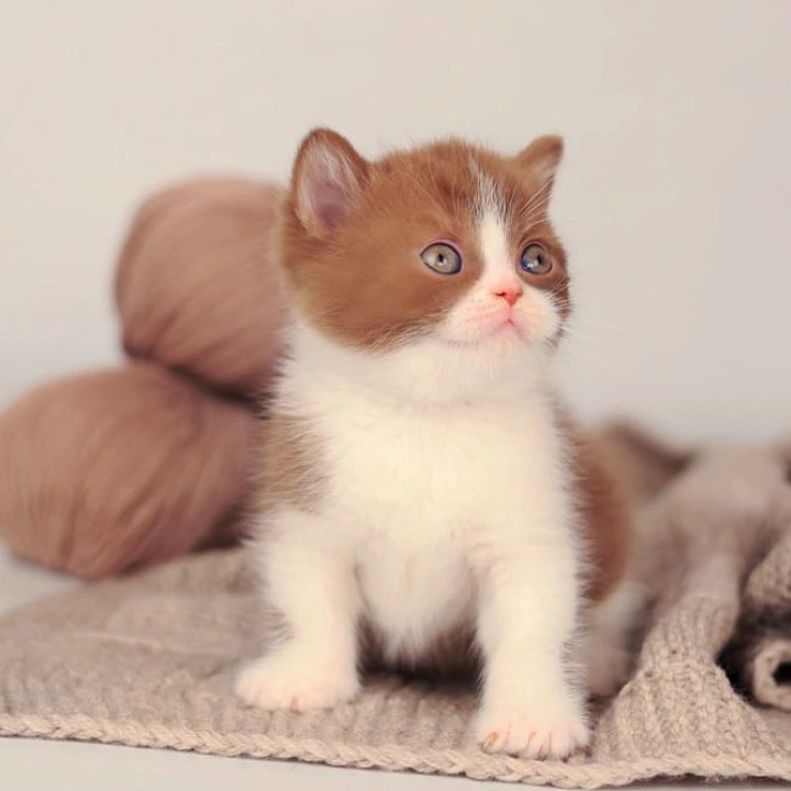 Apollo British Shorthair Kittens | Buy a kitten. 
