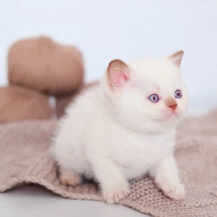 Benjamin British Shorthair Kittens | Buy a kitten.