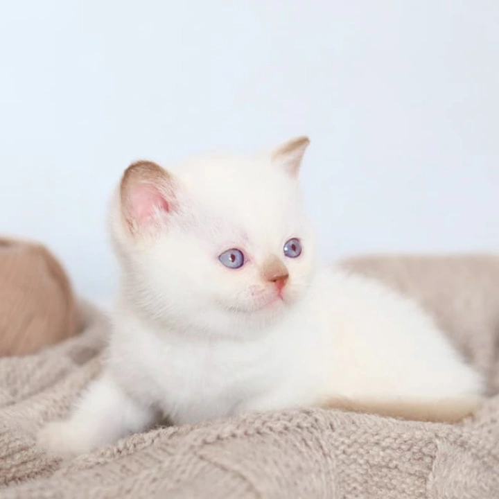 Benjamin British Shorthair Kittens | Buy a kitten.