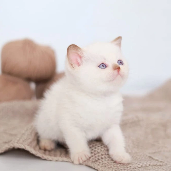 Benjamin British Shorthair Kittens | Buy a kitten.