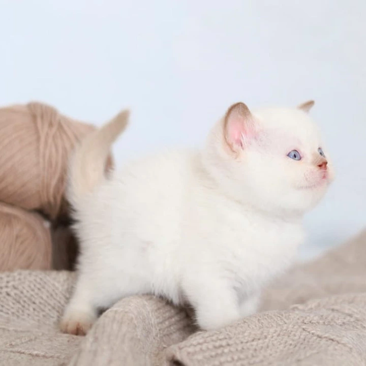 Benjamin British Shorthair Kittens | Buy a kitten. 
