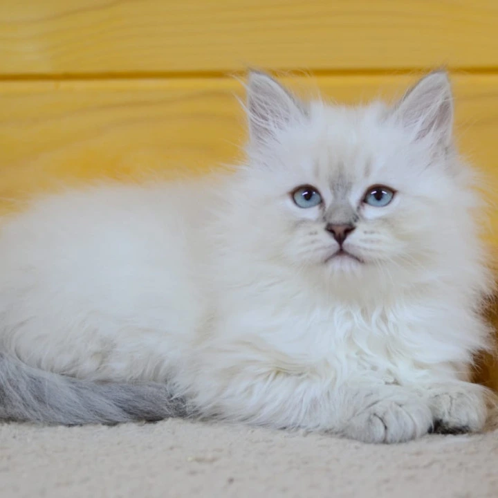 Yana Siberian Kittens | Large selection of kittens. 