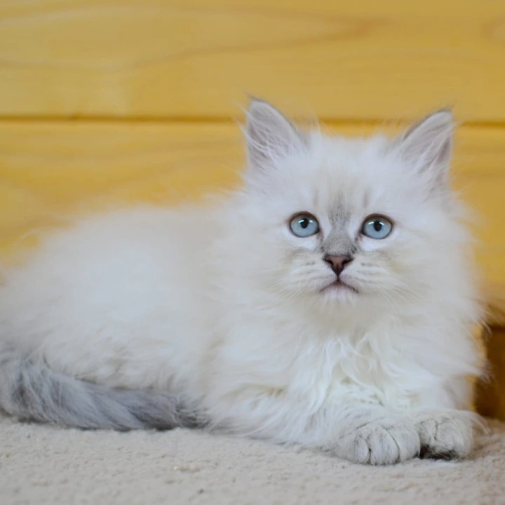 Yana Siberian Kittens | Large selection of kittens.