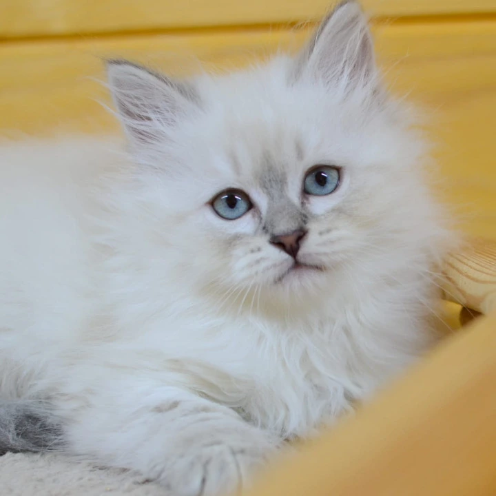 Yana Siberian Kittens | Large selection of kittens.