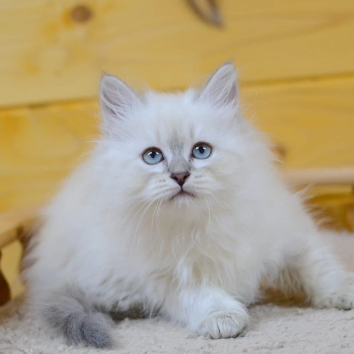 Yana Siberian Kittens | Large selection of kittens.
