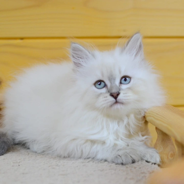 Yana Siberian Kittens | Large selection of kittens.