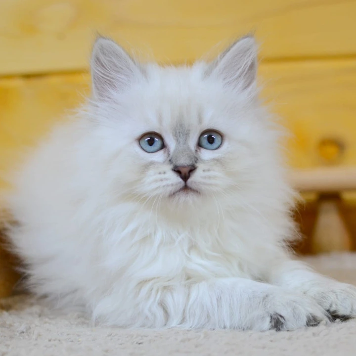 Yana Siberian Kittens | Large selection of kittens.