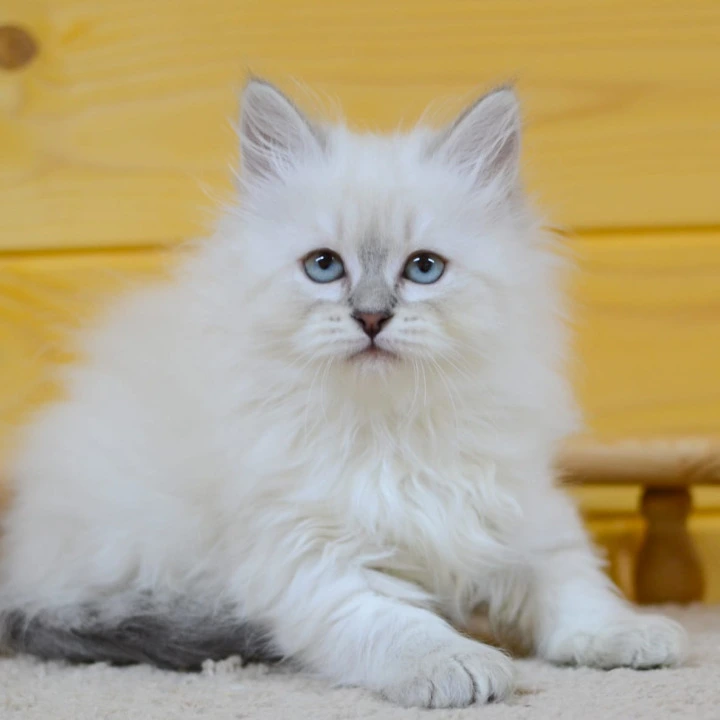 Yana Siberian Kittens | Large selection of kittens. 