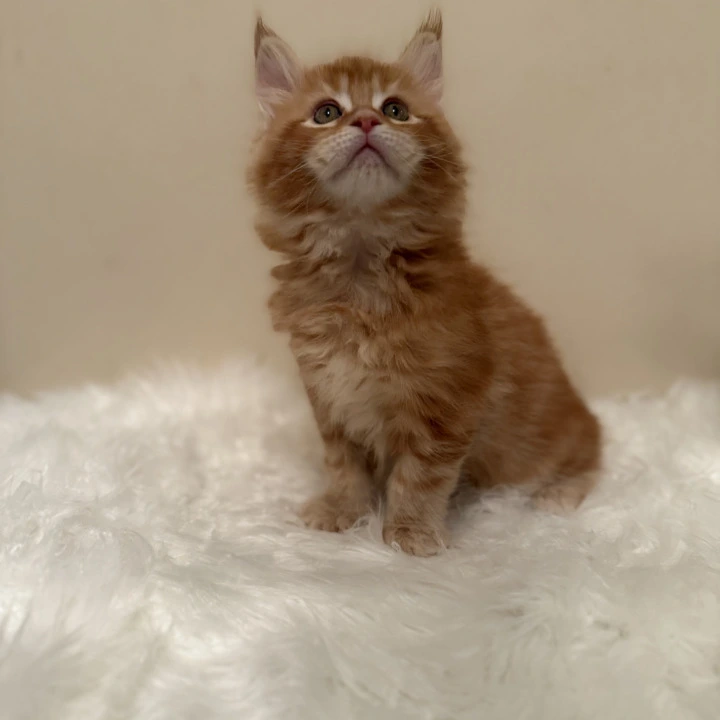 Litter B Local - Pickup Today! | Buy a kitten. 