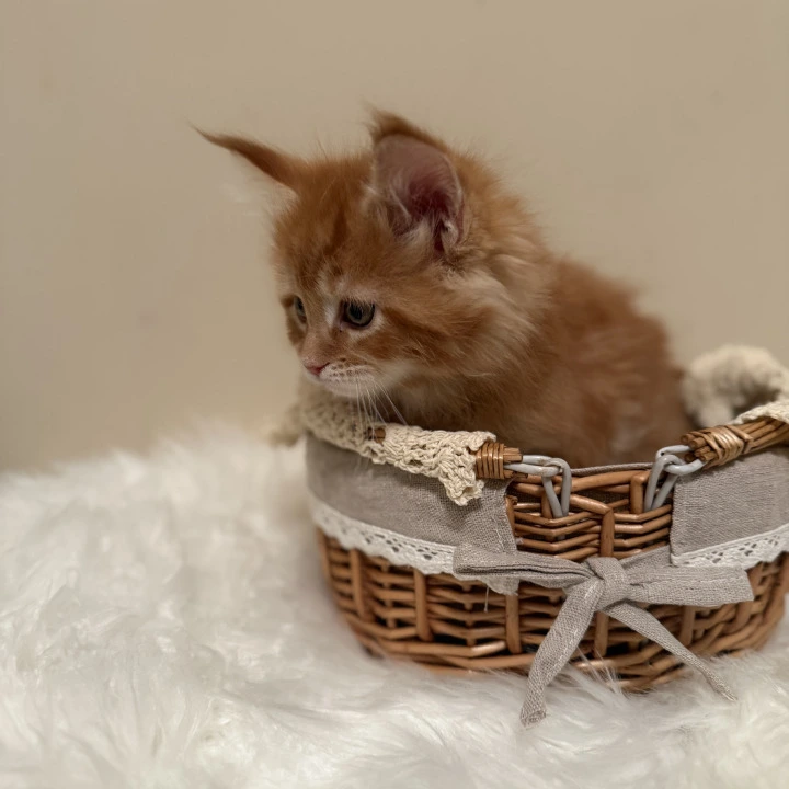 Litter B Local - Pickup Today! | Buy a kitten. 