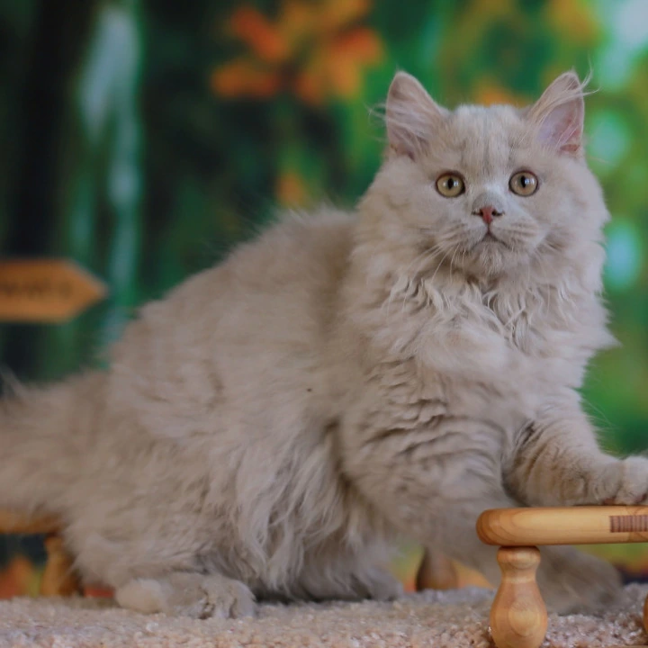 Timaty Longhair British Shorthair Kittens | Kittens for sale. 