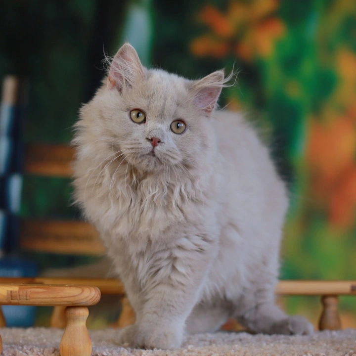 Timaty Longhair British Shorthair Kittens | Kittens for sale.