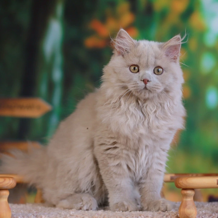Timaty Longhair British Shorthair Kittens | Kittens for sale.