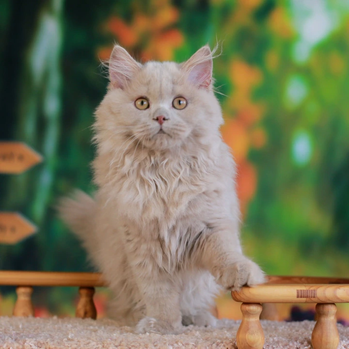 Timaty Longhair British Shorthair Kittens | Kittens for sale. 