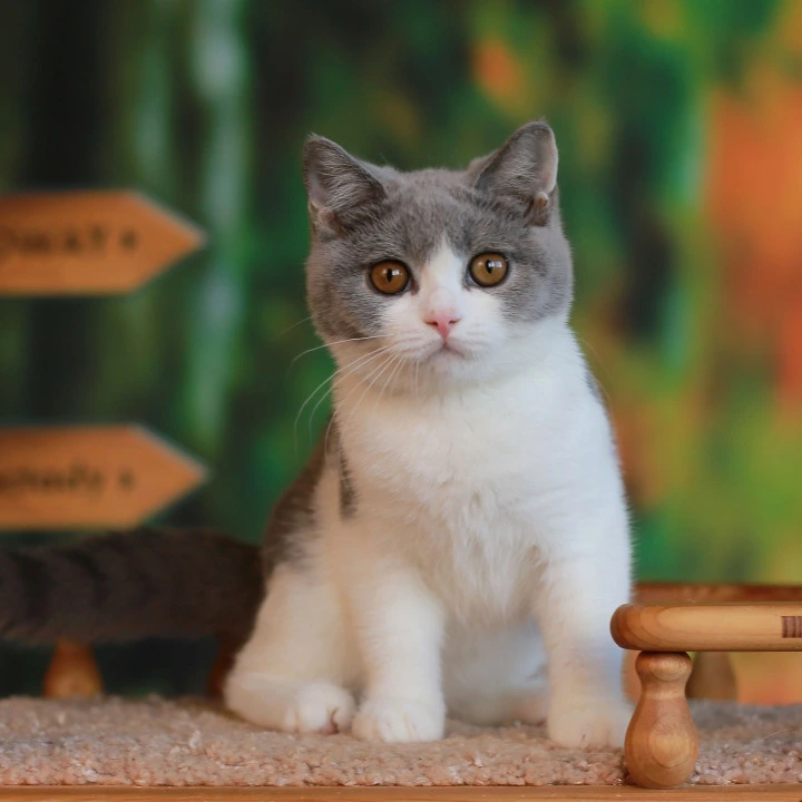 Umochka British Shorthair Kittens | Kittens for sale. 