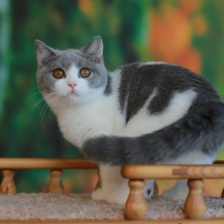 Umochka British Shorthair Kittens | Kittens for sale. 