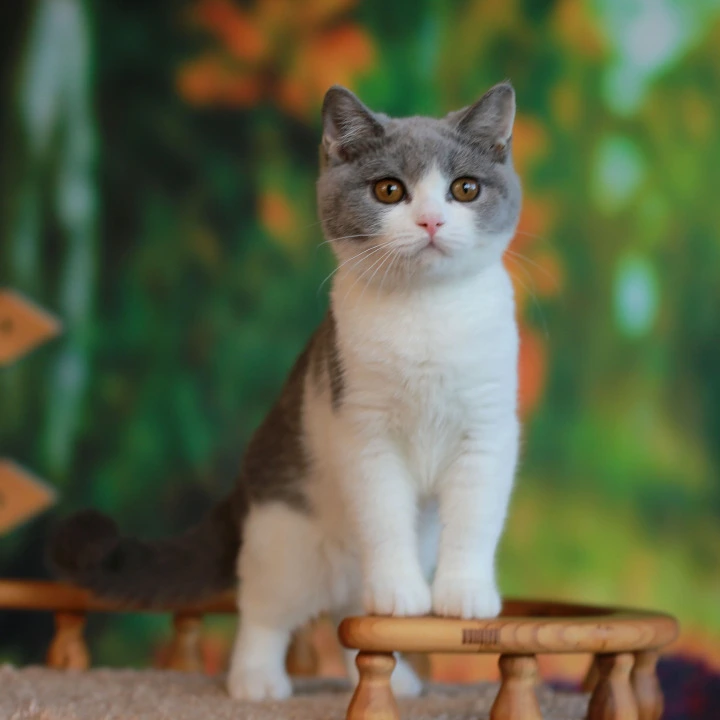 Umochka British Shorthair Kittens | Kittens for sale. 