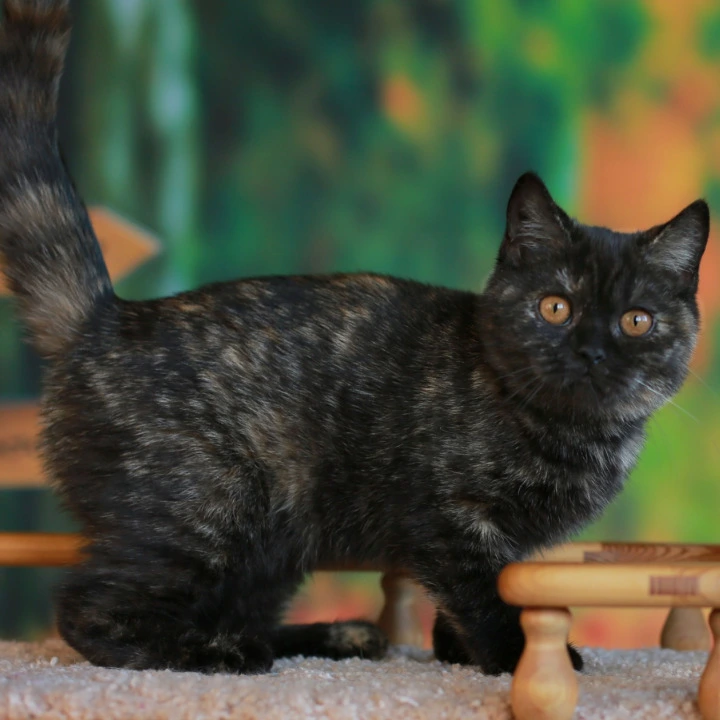 Ulysses British Shorthair Kittens | Buy a kitten. 