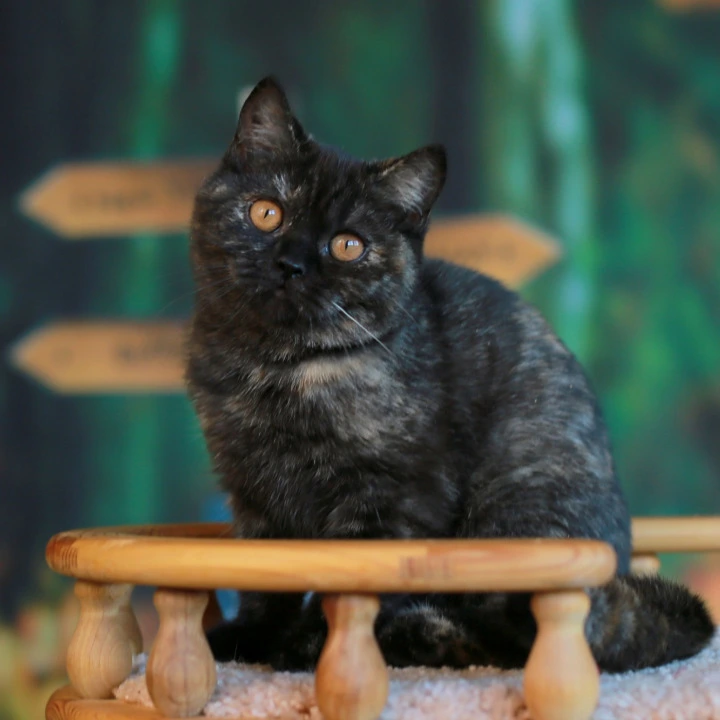 Ulysses British Shorthair Kittens | Buy a kitten. 