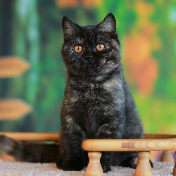 Ulysses British Shorthair Kittens | Buy a kitten. 