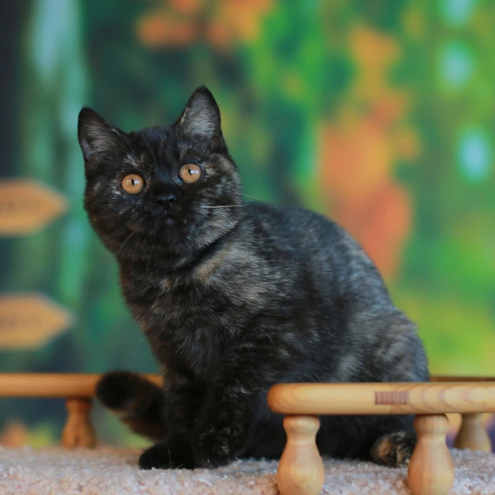 Ulysses British Shorthair Kittens | Buy a kitten. 