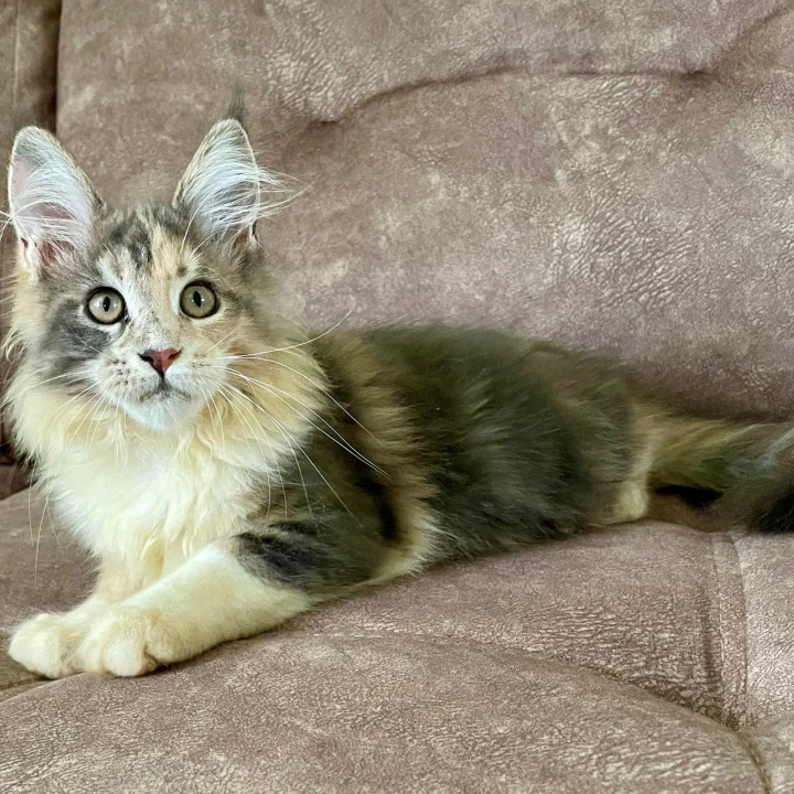 Stella Maine Coon Kittens | Buy a kitten. 