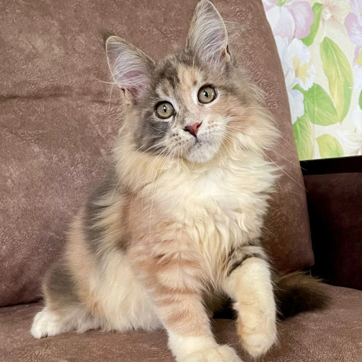 Stella Maine Coon Kittens | Buy a kitten. 
