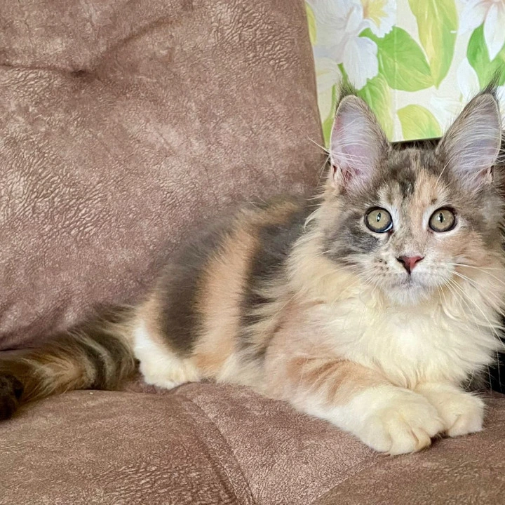 Stella Maine Coon Kittens | Buy a kitten. 