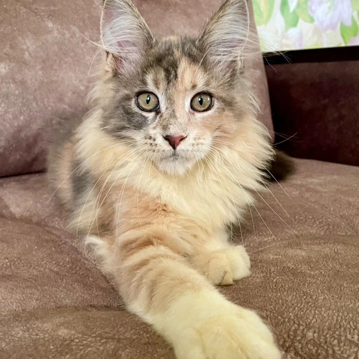Stella Maine Coon Kittens | Buy a kitten. 
