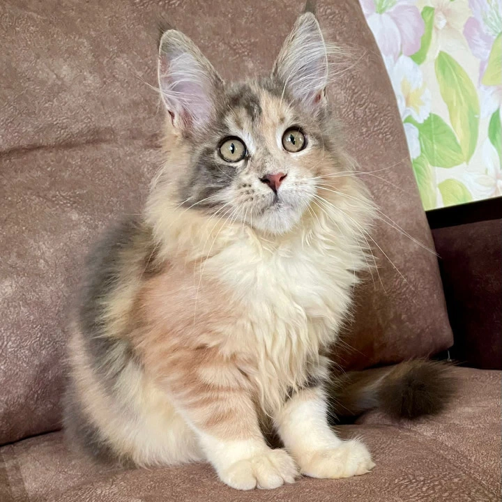 Stella Maine Coon Kittens | Buy a kitten. 