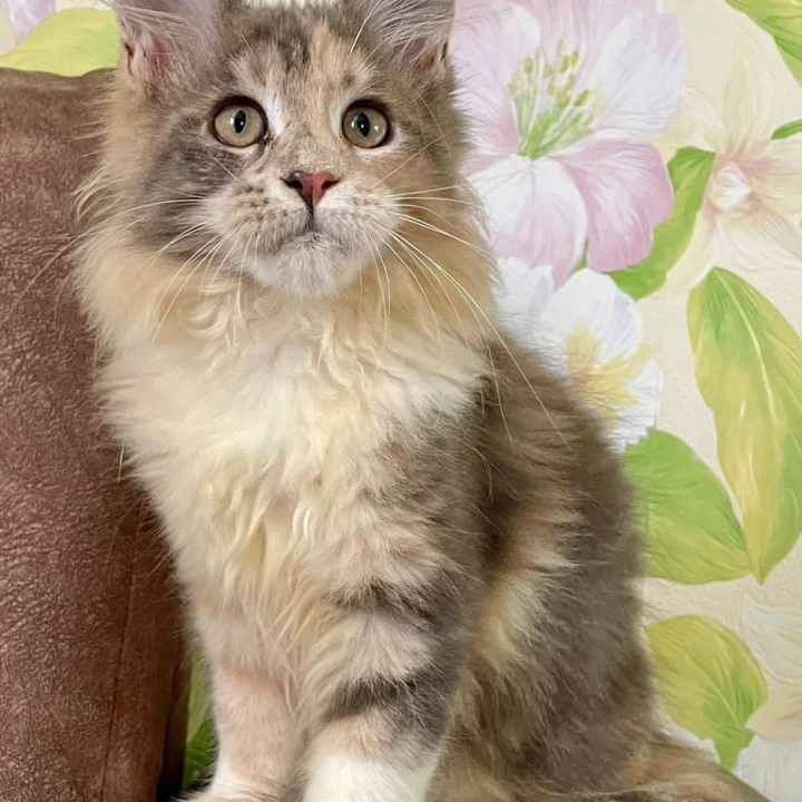 Stella Maine Coon Kittens | Buy a kitten. 