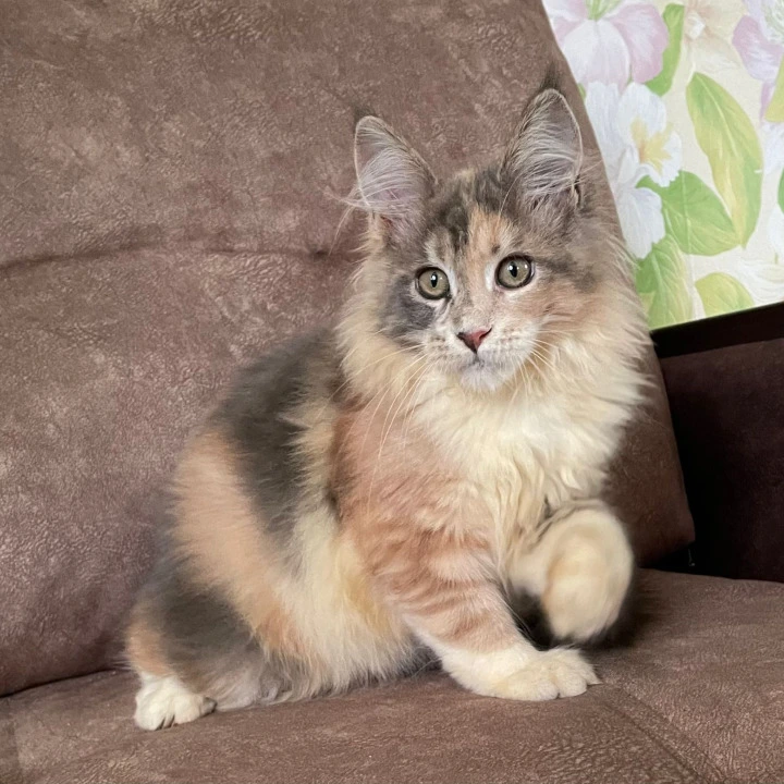 Stella Maine Coon Kittens | Buy a kitten. 