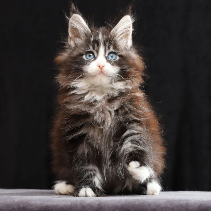 Quinton  (blue eyes) Maine Coon Kittens | Kitten for sale. 