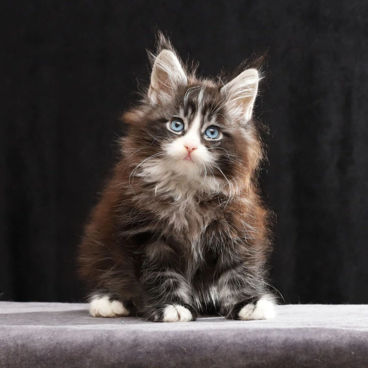 Quinton  (blue eyes) Maine Coon Kittens | Kitten for sale. 