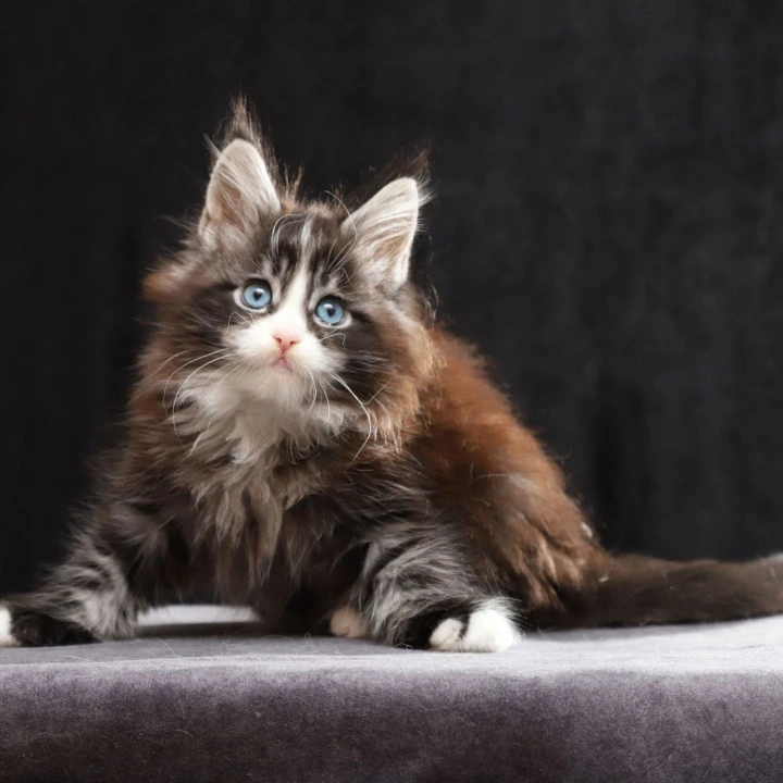 Quinton  (blue eyes) Maine Coon Kittens | Kitten for sale. 