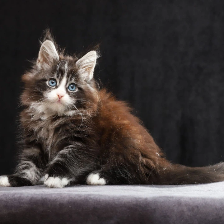 Quinton  (blue eyes) Maine Coon Kittens | Kitten for sale. 