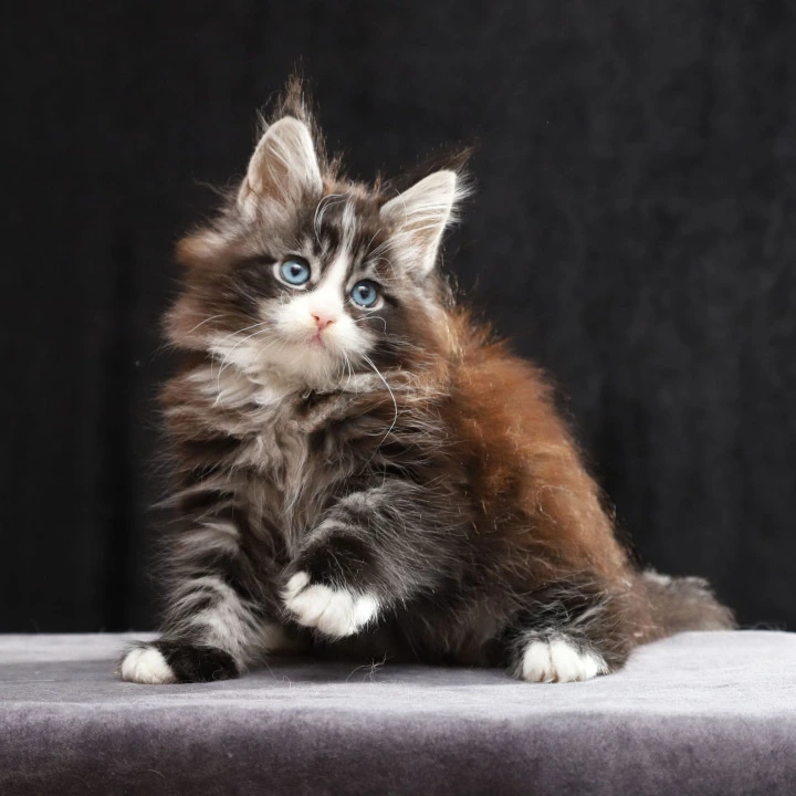 Quinton  (blue eyes) Maine Coon Kittens | Kitten for sale. 