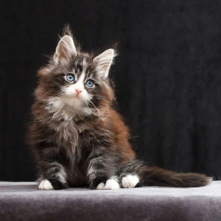 Quinton  (blue eyes) Maine Coon Kittens | Kitten for sale. 