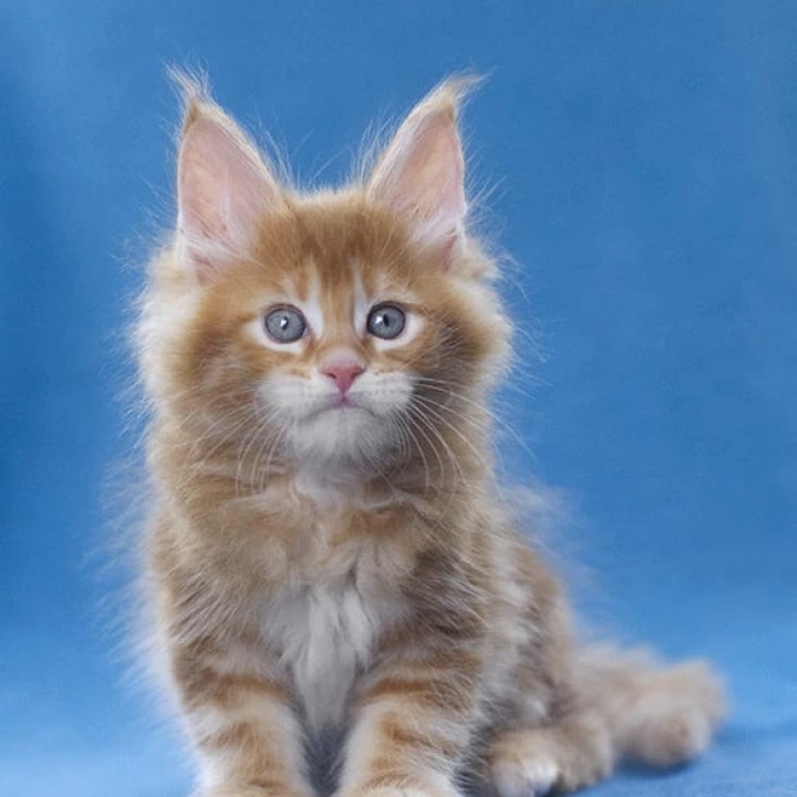 Lereitis Maine Coon Kittens | Kitten for sale. 