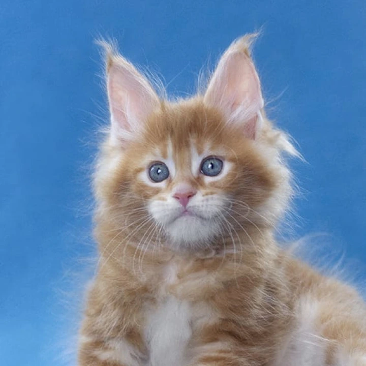 Lereitis Maine Coon Kittens | Kitten for sale. 