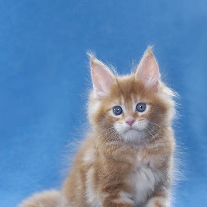 Lereitis Maine Coon Kittens | Kitten for sale. 