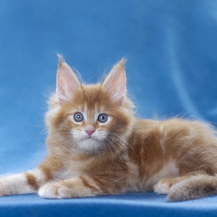 Lereitis Maine Coon Kittens | Kitten for sale. 