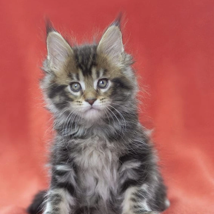 Linares Maine Coon Kittens | Buy a kitten. 