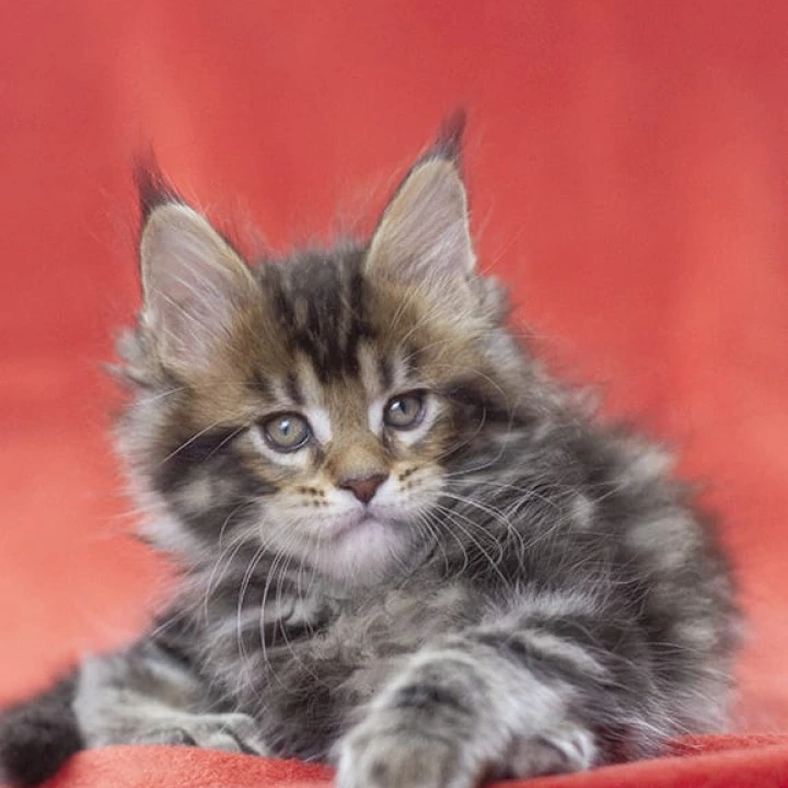 Linares Maine Coon Kittens | Buy a kitten. 