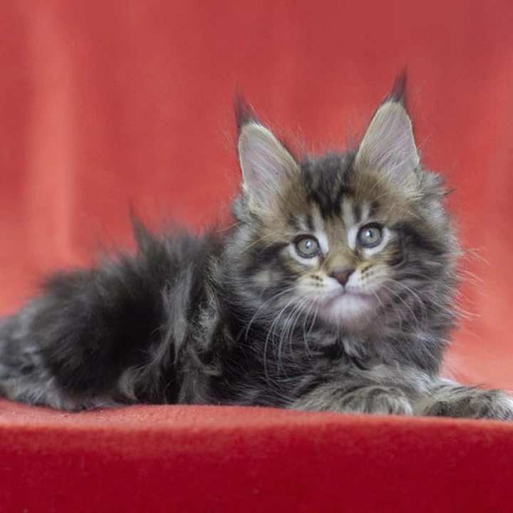 Linares Maine Coon Kittens | Buy a kitten. 