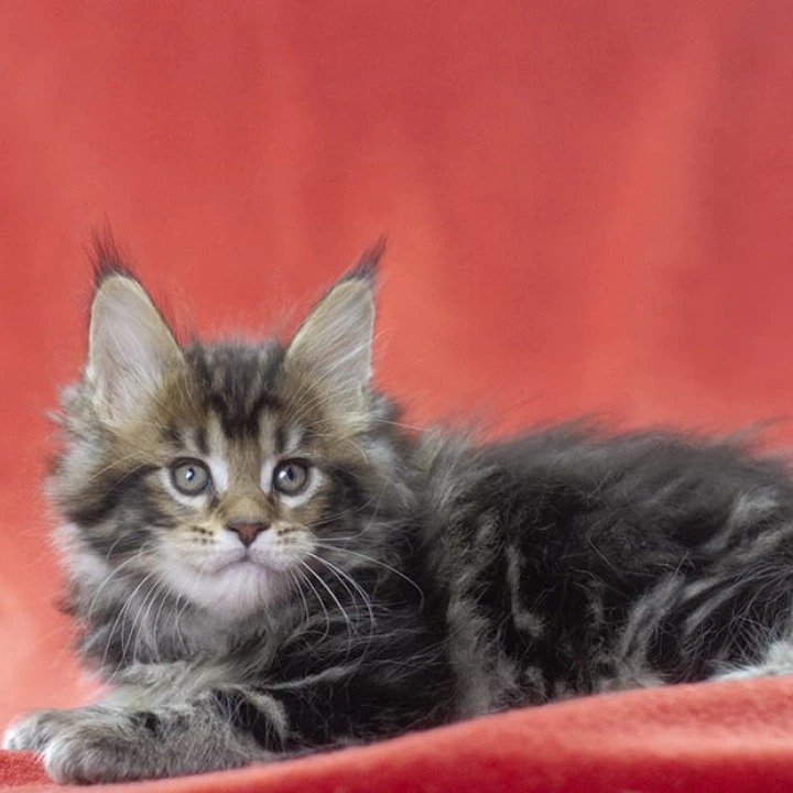 Linares Maine Coon Kittens | Buy a kitten. 
