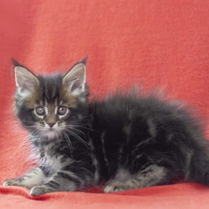 Landeta Maine Coon Kittens | Large selection of kittens. 