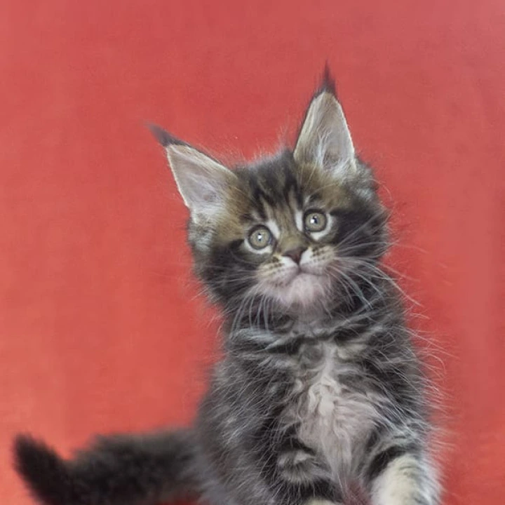 Landeta Maine Coon Kittens | Large selection of kittens. 