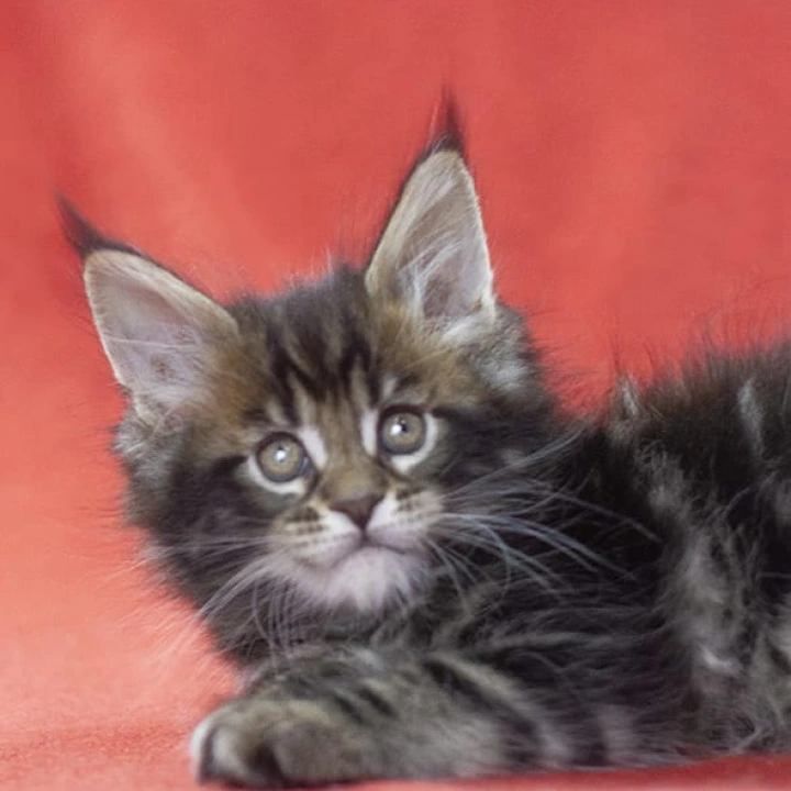 Landeta Maine Coon Kittens | Large selection of kittens. 